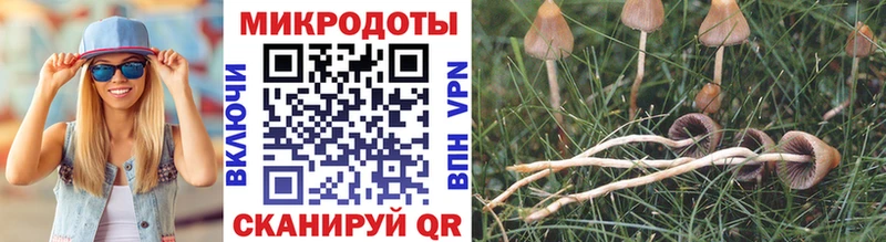 Галлюциногенные грибы Psilocybine cubensis  площадка наркотические препараты  Кингисепп 